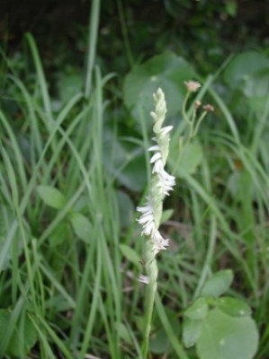 Ladies Tresses